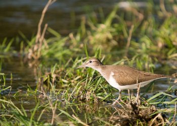 Chevalier Guignette, Rivière Allier