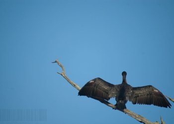 Cormoran