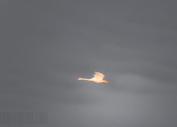 cygne en vol