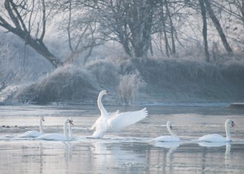 Cygne
