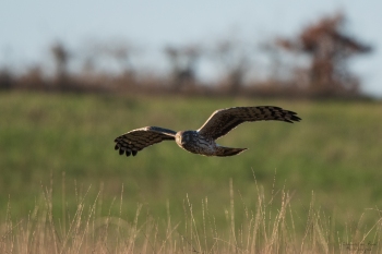 Femelle Busard Cendrée