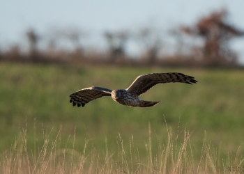 Femelle Busard Cendrée