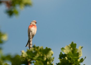 Linotte mélodieuse