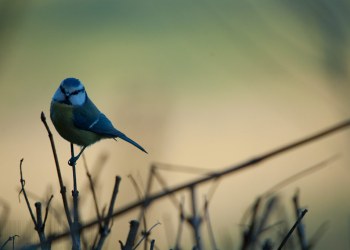 Mésange bleue