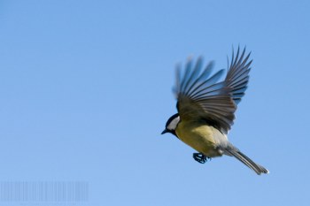 Mésange charbonnière