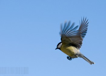 Mésange charbonnière