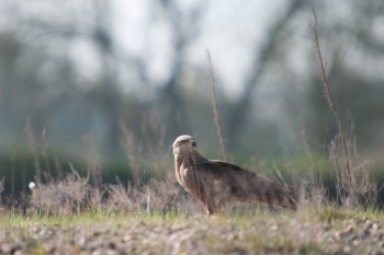 Milan Royale, nidification, , Rivière Allier