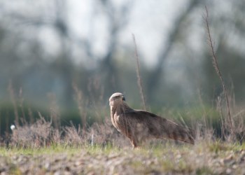 Milan Royale, nidification, , Rivière Allier