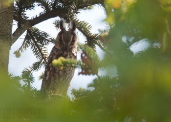 Hibou moyen-duc