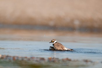 Petit gravelot, Rivière Allier