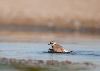 Petit gravelot, Rivière Allier