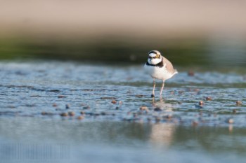 Petit gravelot, Rivière Allier