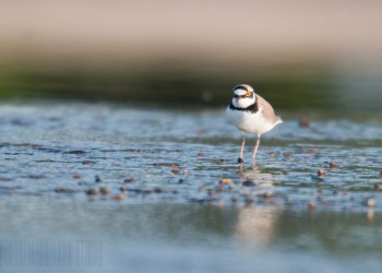 Petit gravelot, Rivière Allier