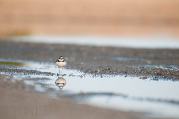 Petit gravelot, Rivière Allier