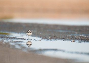 Petit gravelot, Rivière Allier