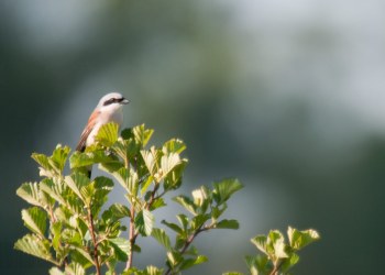 Pie grièche mâle