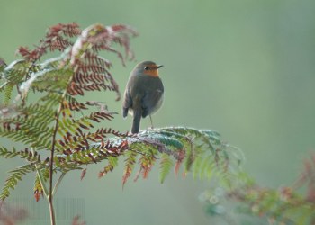 Rouge-gorge
