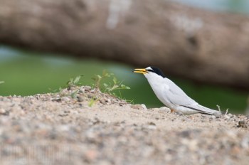 Sterne naine, Rivière Allier