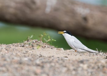 Sterne naine, Rivière Allier