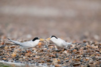 Sterne naine, Rivière Allier