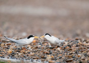 Sterne naine, Rivière Allier