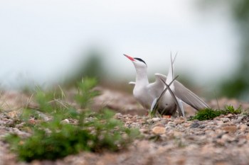 Sterne Pierregarin, Rivière Allier