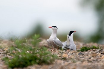 Sterne Pierregarin, Rivière Allier