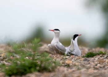 Sterne Pierregarin, Rivière Allier