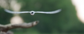 Sterne Pierregarin, Rivière Allier