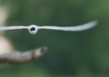 Sterne Pierregarin, Rivière Allier