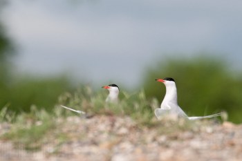 Sterne Pierregarin, Rivière Allier