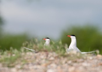 Sterne Pierregarin, Rivière Allier