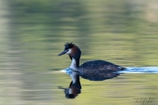 Grebe Huppée
