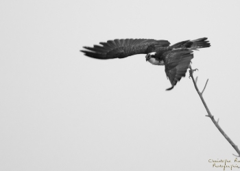 Balbuzard Pêcheur, Rivière Allier