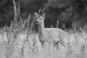 Vieux brocard, Troncais-Nature