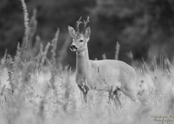 Vieux brocard, Troncais-Nature