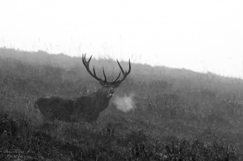 Léa sentinelle, cerf au sommet, Troncais-Nature