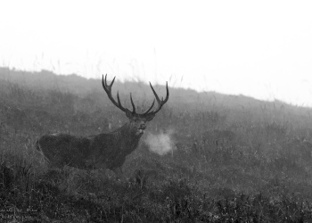 Léa sentinelle, cerf au sommet, Troncais-Nature
