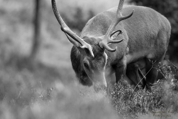 Le cerf, sur les traces des biches