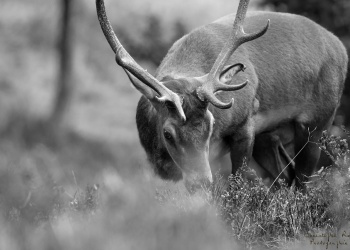 Le cerf, sur les traces des biches