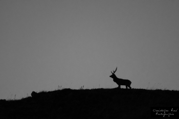 Le cerf, et crête