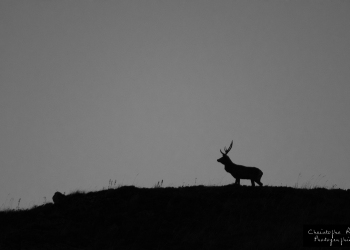 Le cerf, et crête
