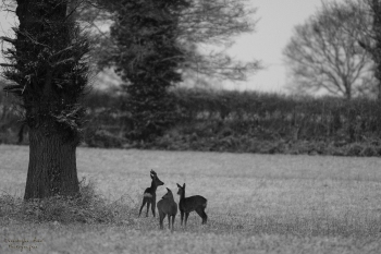 La famille Chevreuils
