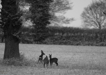 La famille Chevreuils
