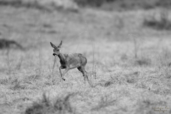 Légèreté de la chevrette