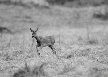 Légèreté de la chevrette