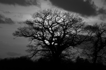 Troncais-Nature-Ombre-vegetale