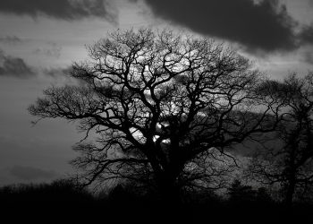 Troncais-Nature-Ombre-vegetale