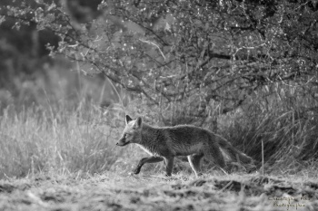 Renardeau de passage