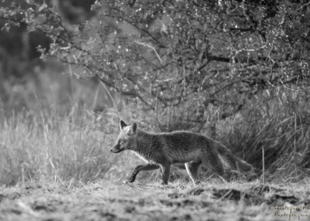 Renardeau de passage